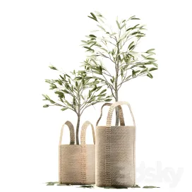 Wicker basket containing the delicate olive tree